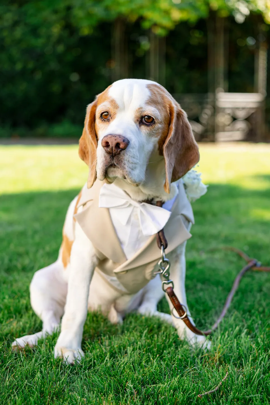 Hund mit weisser Schleife sitzt im Gras im Garten des Erlenguts